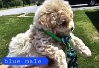CKC Blue male, a male Bichpoo for sale in Harrodsburg, KY – 2 of 6