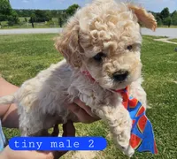 CKC tiny male 2, a male Bichpoo for sale in Harrodsburg, KY – 4 of 6