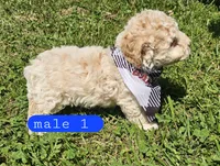 CKC Male 1, a male Bichpoo for sale in Harrodsburg, KY – 5 of 5