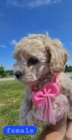 CKC female, a female Bichpoo for sale in Harrodsburg, KY – 5 of 6