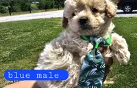 CKC Blue male, a male Bichpoo for sale in Harrodsburg, KY – 5 of 6