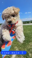 CKC tiny male 2, a male Bichpoo for sale in Harrodsburg, KY – 6 of 6