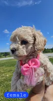 CKC female, a female Bichpoo for sale in Harrodsburg, KY – 4 of 6