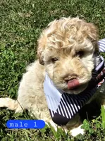 CKC Male 1, a male Bichpoo for sale in Harrodsburg, KY – 4 of 5