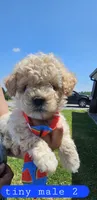 CKC tiny male 2, a male Bichpoo for sale in Harrodsburg, KY – 3 of 6