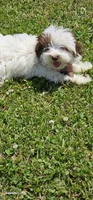 AKC male , a male Havanese for sale in Harrodsburg, KY – 5 of 6