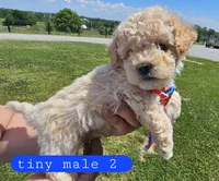 CKC tiny male 2, a male Bichpoo for sale in Harrodsburg, KY – 5 of 6