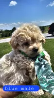 CKC Blue male, a male Bichpoo for sale in Harrodsburg, KY – 3 of 6