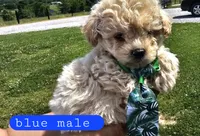 CKC Blue male, a male Bichpoo for sale in Harrodsburg, KY – 4 of 6