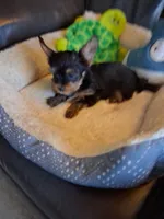 Bella, a female Yorkshire Terrier for sale in Saint Petersburg, FL – Photo 3 of 7