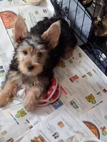 Jake, a male Yorkshire Terrier for sale in Saint Petersburg, FL – Photo 3 of 3