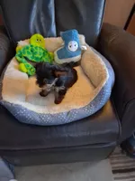 Bella, a female Yorkshire Terrier for sale in Saint Petersburg, FL – Photo 5 of 7