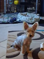 Jake, a male Yorkshire Terrier for sale in Saint Petersburg, FL – 3 of 7