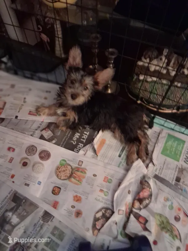 Layla – Yorkshire Terrier puppy for sale in Saint Petersburg, FL