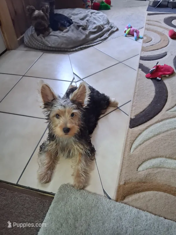 Jake, a male Yorkshire Terrier for sale in Saint Petersburg, FL – Photo 1 of 3