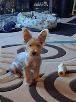 Jake, a male Yorkshire Terrier for sale in Saint Petersburg, FL – 2 of 7
