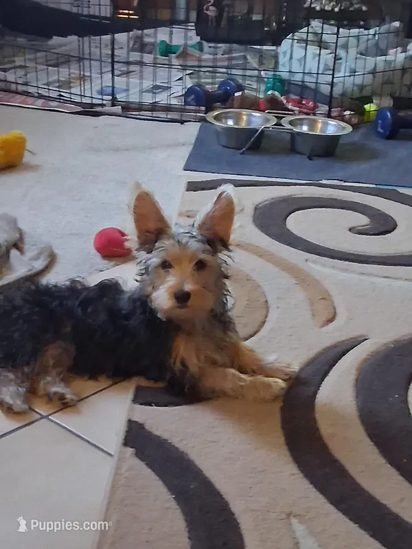 Jake – Yorkshire Terrier puppy for sale in Saint Petersburg, FL