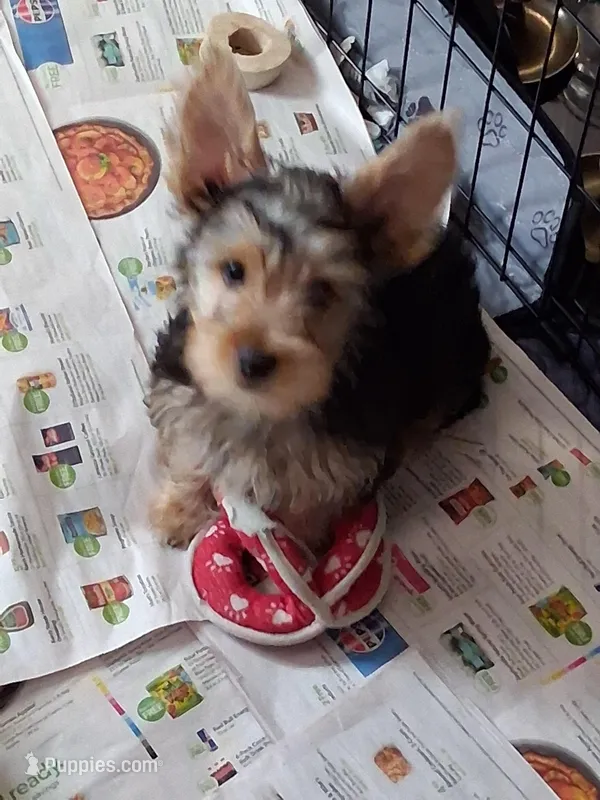 Jake – Yorkshire Terrier puppy for sale in Saint Petersburg, FL