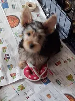 Jake, a male Yorkshire Terrier for sale in Saint Petersburg, FL – Photo 1 of 3