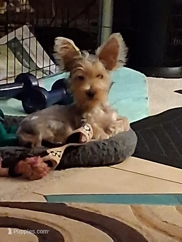 Jake – Yorkshire Terrier puppy for sale in Saint Petersburg, FL