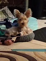 Jake, a male Yorkshire Terrier for sale in Saint Petersburg, FL – 1 of 7