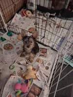 Jake, a male Yorkshire Terrier for sale in Saint Petersburg, FL – Photo 2 of 3