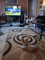 Jake, a male Yorkshire Terrier for sale in Saint Petersburg, FL – 5 of 7