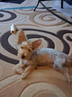 Jake, a male Yorkshire Terrier for sale in Saint Petersburg, FL – 4 of 7