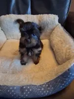 Bella, a female Yorkshire Terrier for sale in Saint Petersburg, FL – Photo 6 of 7