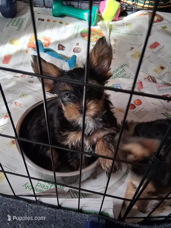 Layla, a male Yorkshire Terrier for sale in Saint Petersburg, FL – Photo 1 of 1