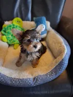 Bella, a female Yorkshire Terrier for sale in Saint Petersburg, FL – Photo 7 of 7