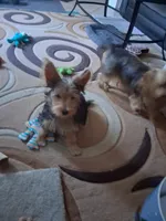 Jake, a male Yorkshire Terrier for sale in Saint Petersburg, FL – Photo 2 of 3