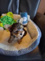 Jake, a male Yorkshire Terrier for sale in Saint Petersburg, FL – Photo 1 of 3