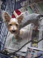 Jake, a male Yorkshire Terrier for sale in Saint Petersburg, FL – 6 of 7