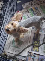 Jake, a male Yorkshire Terrier for sale in Saint Petersburg, FL – 7 of 7