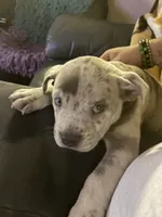 Merle  Bully, a male American Bully for sale in Riverdale, GA – 2 of 2