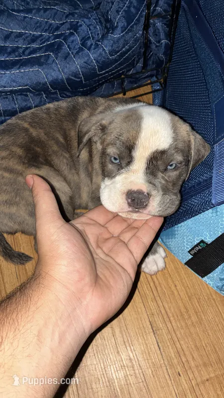 Merle  Bully – American Bully puppy for sale in Riverdale, GA