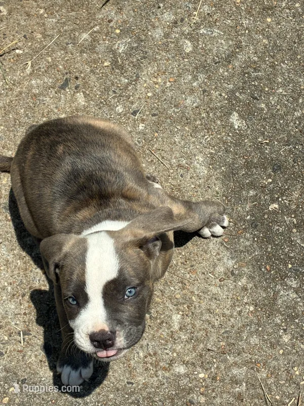 Merle Bully – American Bully puppy for sale in Riverdale, GA
