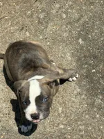 Merle Bully, a male American Bully for sale in Riverdale, GA – 1 of 1