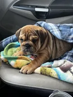 Puppy, a female English Bulldog for sale in Manitou Springs, CO – Photo 2 of 6