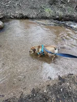 Puppy, a female English Bulldog for sale in Manitou Springs, CO – Photo 6 of 6