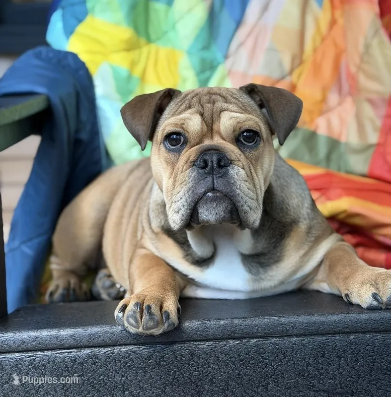 Puppy – English Bulldog puppy for sale in Manitou Springs, CO