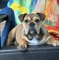 Puppy, a female English Bulldog for sale in Manitou Springs, CO – Photo 1 of 6