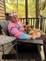 Puppy, a female English Bulldog for sale in Manitou Springs, CO – Photo 5 of 6