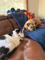 Puppy, a female English Bulldog for sale in Manitou Springs, CO – Photo 4 of 6