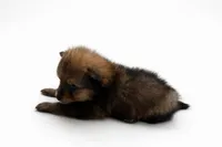 Brownie , a male Pomeranian for sale in Silver Spring, MD – Photo 3 of 3