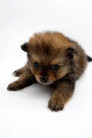 Brownie , a male Pomeranian for sale in Silver Spring, MD – Photo 1 of 3