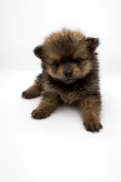 Brownie , a male Pomeranian for sale in Silver Spring, MD – Photo 2 of 3