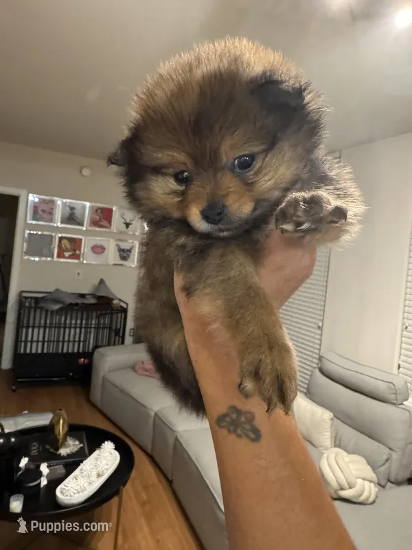 Brownie  – Pomeranian puppy for sale in Silver Spring, MD