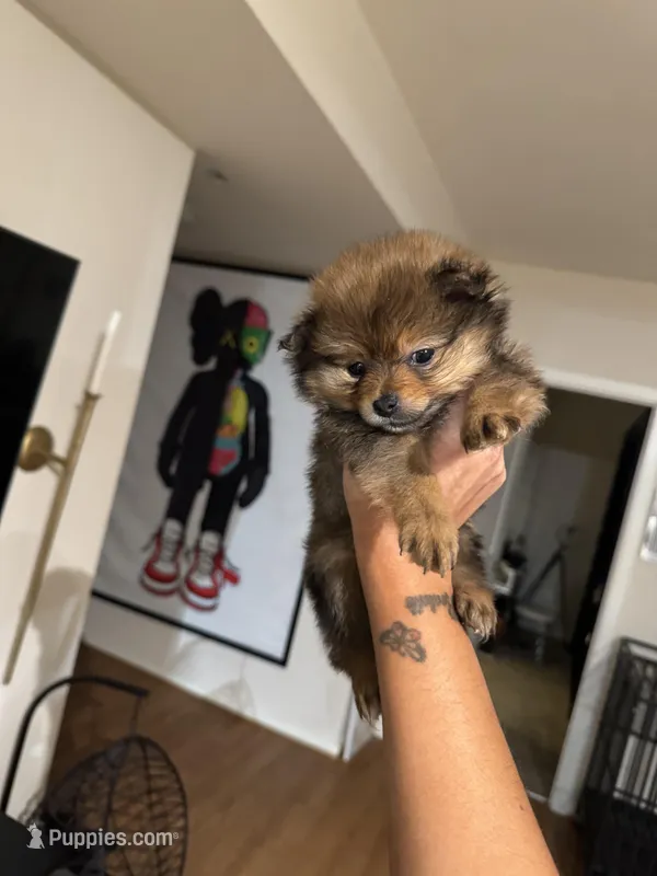 Brownie  – Pomeranian puppy for sale in Silver Spring, MD